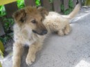 Муха Качалівна фотография #23 (источник - https://vk.com/id74146058)