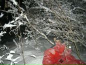 Галина Стахів фотография #31 (источник - https://vk.com/id58290432)