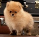 Фотография Соломахиной Лилианы