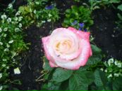 Адріан Чумаченко фотография #34 (источник - https://vk.com/id89854013)