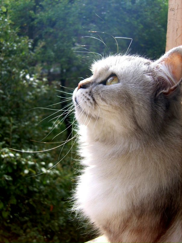 Анна Керн фотография #47