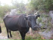 Фотография Даниленко Эдгара