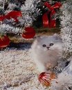 Михайло Підлісецький фотография #2 (источник - https://vk.com/id161220195)