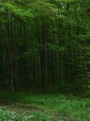 Алла Ільницька фотография #46 (источник - https://vk.com/id11199117)