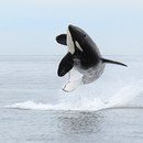 Human Device фотография #10 (источник - https://vk.com/id6875736)