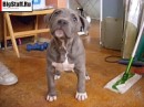 Tayson Pitbul=jermani фотография #1