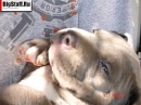 Tayson Pitbul=jermani фотография #8 (источник - https://vk.com/id70604395)