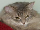 Фотография Чапаева Марата