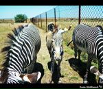 Коля Шаївський фотография #11 (источник - https://vk.com/id64329559)