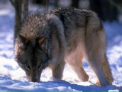 Фотография Ишмухамедова Ильдара