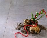 Фотография Власовой Екатерины