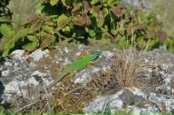 Олександр Кришталь фотография #27 (источник - https://vk.com/id22448110)