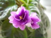 Фотография Коваль Полины