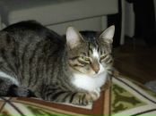 Tatyana Golubenko фотография #27 (источник - https://vk.com/id89208200)