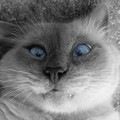 Фотография 1123456789 As
