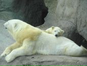 Елена Иванова фотография #4 (источник - https://vk.com/id613232)