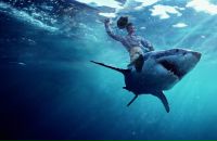 Фотография Karapetyan Karo