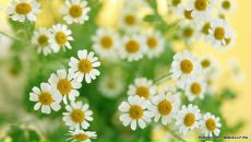 Наталія Ковалевська фотография #37 (источник - https://vk.com/id27301257)