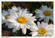 Фотография Перепелицы Натальи