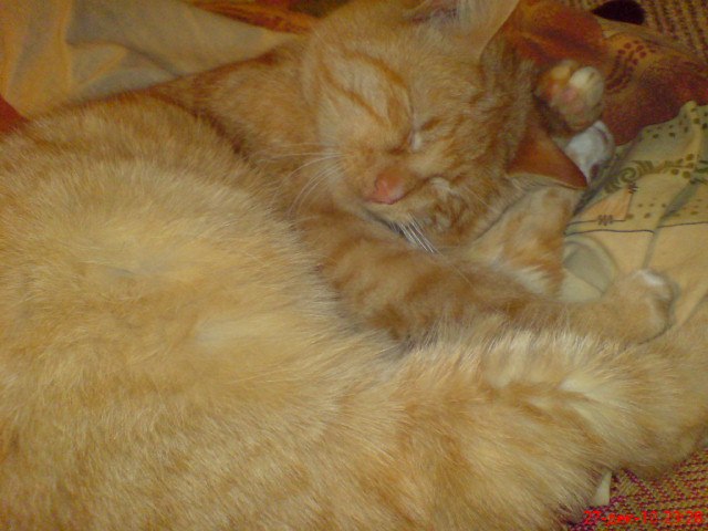 Сергей Ковалевич фотография #31