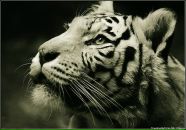 Фотография Коновалова Дмитрия