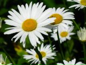 Фотография Артемьевой Марины