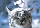Фотография Каменского Антона