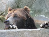 Фотография Коржановского Кирилла