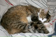 SIR 13 фотография #16 (источник - https://vk.com/id26441930)