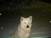 Фотография Баширова Ксения