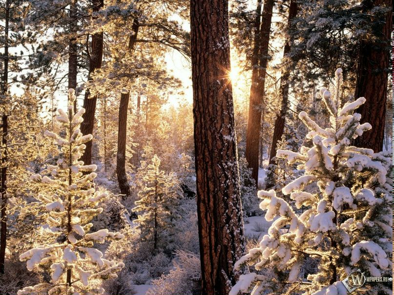 Виктор Плотниченко фотография #45