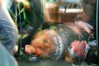 Фотография Шну Саши