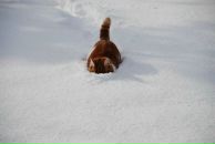 Фотография Кота Кота