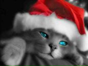 Фотография Снеткова Никиты