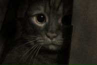 Фотография Мирошниченко Ирины