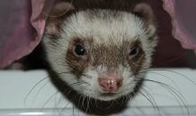 Фотография Коровиной Олеси