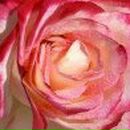 Екатерина Бояринова фотография #22 (источник - https://vk.com/id2134049)