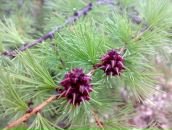 Фотография Фаизовой Светланы