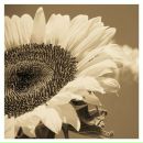 Фотография Барау Елены