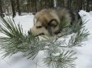 Фотография Шамека Чепиковой Натальи