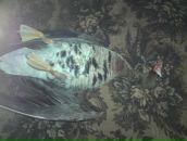 Вовік Шурхал фотография #40 (источник - https://vk.com/id21796703)