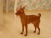 Фотография Воскресенской Моники