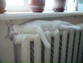 Фотография Ильченко Марии