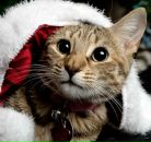 Фотография Скорика Олега