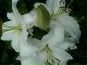 Іріна Клак фотография #38 (источник - https://vk.com/id137367382)