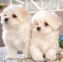 Софійка Киця фотография #25 (источник - https://vk.com/id161506940)