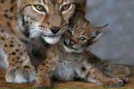 Фотография Хайруллина Романа