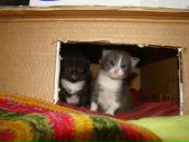 Марічкасмерічка Тарасюк фотография #23 (источник - https://vk.com/id7607663)