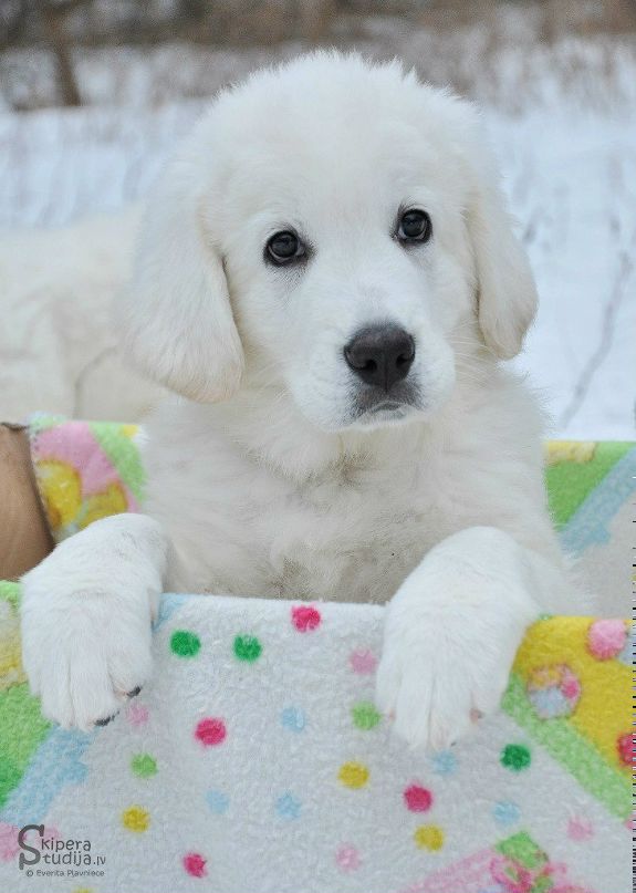 Sandra Kaleja фотография #21