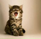 Фотография Зверева Антона